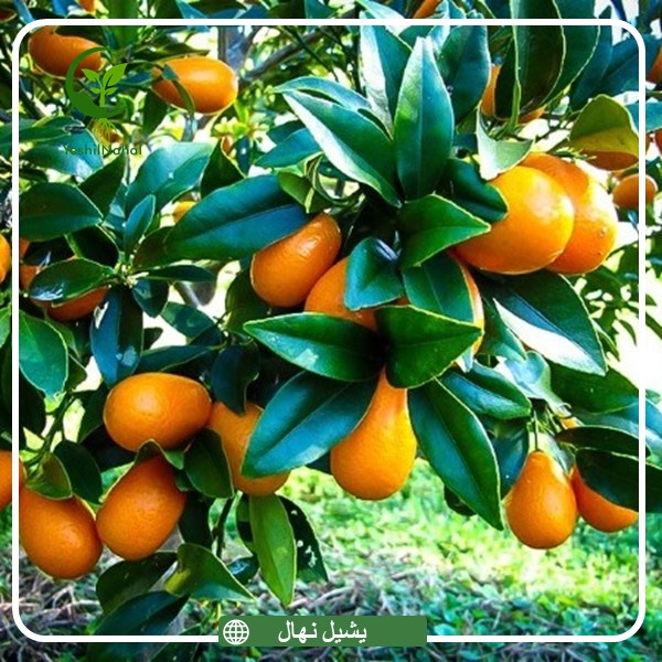 نهال کامکوات